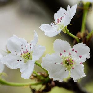 桂哥视频网站在线观看
